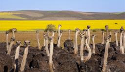 Copie de Autotour Sur la Route Jardin / Merveilles Essentielles / Afrique du Sud