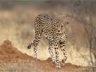Circuit Valse Australe / Afrique du Sud