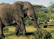La R�serve de Madikwe/ Afrique du Sud