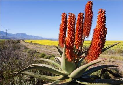 La Route des Jardins et le Petit Karoo / Afrique du Sud