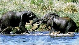  Le Parc Kruger/ Afrique du Sud