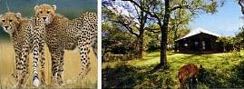 Lodge Idube 4 ****/ Les R�serves Priv�es du Sabi Sand/ Afrique du Sud