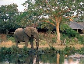 Lodge Sabi Sabi 5 *****/ Les R�serves Priv�es du Sabi Sand/ Afrique du Sud