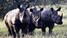  Lodge Thornybush 4 ****/ Les R�serves Priv�es du Timbavati/ Afrique du Sud
