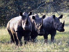 Lodge Thornybush 4 ****/ Les Réserves Privées du Timbavati/ Afrique du Sud