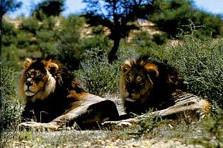 Hotel Malelane 4 ****/ Parc Kruger /Afrique du Sud