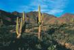 Argentine Circuit Autotour - Cactus & Canyons Multicolores