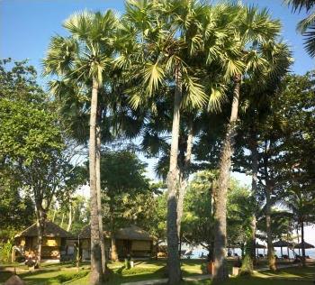  Hotel Jimbaran Puri Bali 5 ***** / Jimbaran / Bali 