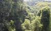Excursion au D&eacute;part de Rio de Janeiro - Jeep safari dans la for&ecirc;t de Tijuca / Br&eacute;sil