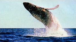 Circuit Canadavision / 12 jours - Quebec Ontarion / Canada - Baleine