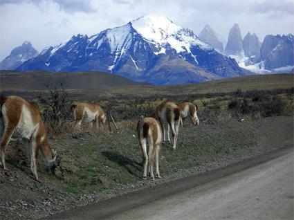Circuit Chili - Pr Tour Patagonie