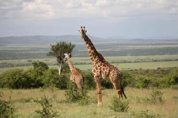 Circuit au Kenya / Safari Punda Milia