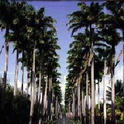 Circuit aux Antilles / Perle des Cara�bes / All�e Dumanoir