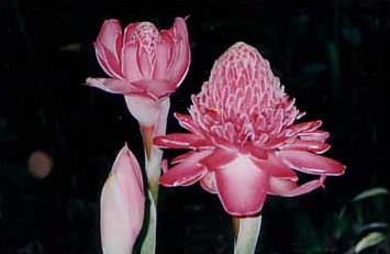 Circuit aux Antilles / Perle des Cara�bes / Roses de porcelaine