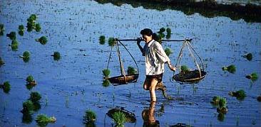 Circuit Vietnam - Cambodge / R�ves exotiques / Repiquage du riz