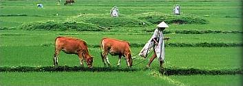 Circuit Vietnam - Cambodge / R�ves exotiques / Travail dans les rizi�res