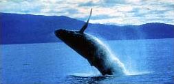 Circuit au Canada / Le Canada et ses croisires / Site des baleines