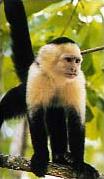 Circuit au Costa Rica / 100 % Costa Rica / Capucin � t�te blanche