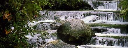 Circuit au Costa Rica / 100 % Costa Rica / For�t tropicale