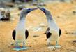 Circuit Equateur / Extension aux �les Galapagos