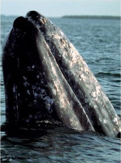 Excursion Observation des Baleines / Boston et la Nouvelle Angleterre / Massachusetts