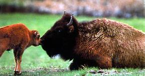 Circuit L'Ouest Authentique / 14 jours / Etats Unis - Bisons