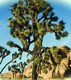 Circuit Sur les Routes de l'Ouest / 15 jours / Etats Unis - Joshua Tree