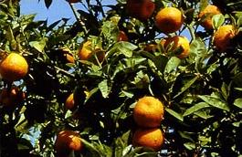 Vacances � Lemnos