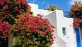 Hôtel Astir of Paros 5 ***** / Paros / Grèce / Bougainvilliers