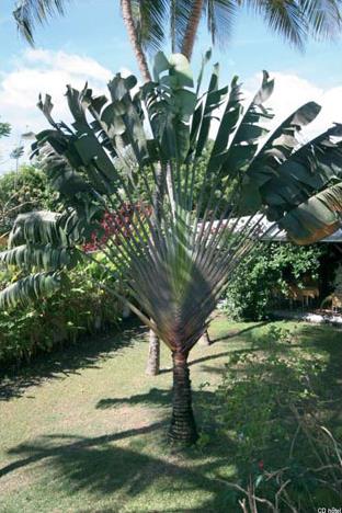 Hotel Maison Cr�ole 2 **  Sup. / Gosier /  Guadeloupe