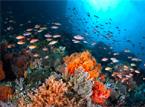 Les Circuits &agrave; Bali / R&eacute;cr&eacute;ation balinaise / Indon&eacute;sie