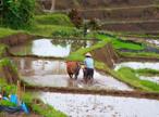 Les Excursions &agrave; Bali / Et si on coupait &agrave; travers champs / Indon&eacute;sie