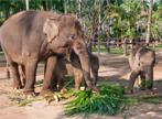 Les Excursions &agrave; Bali / Singes et &eacute;l&eacute;phants / Indon&eacute;sie