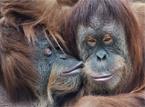 Les Circuits &agrave; Sumatra & C&eacute;l&egrave;bes / Les Orangs-outans de Bohorok / Indon&eacute;sie