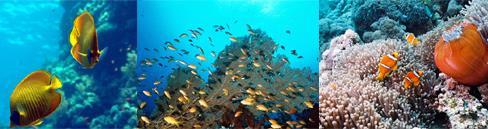 Eilat Hotel 5 ***** / Isra�l