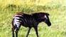 Safari Le Meilleur du Kenya / Kenya