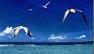  La Polyn�sie d' �le en �le /Combin� vanille et tiare/Polyn�sie