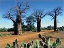 Circuit Madagascar / Court circuit / Les Tsingy de Bemaraha