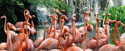 Les Excursions  Singapour / Jurong Bird Park / Malaisie