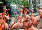 Les Excursions &agrave; Singapour / Jurong Bird Park / Malaisie