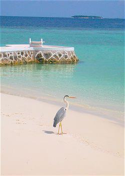 Hotel Maayafushi 4 **** / Atoll d'Ari Nord / Îles Maldives