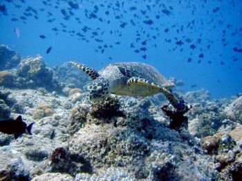  Hotel Angsana Velavaru Resort & Spa 5 *****/ Atoll Mal�  / �les Maldives