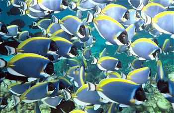 Hotel Medhufushi 5 ***** / Atoll de Meemu / �les Maldives 