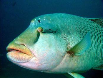 Hotel Bandos 4 **** / �les Maldives