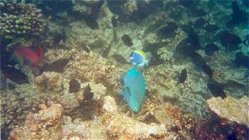 Hotel Velidhu 4 **** / �les Maldives