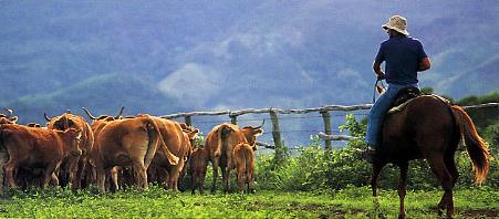 Circuit Les Cowboys de la Brousse / Grande Terre - Elevage dans la cha�ne