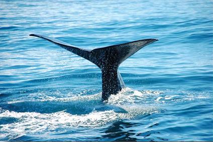 Nouma / Excursions Insolites / Observation des Baleines / Nouvelle Caldonie