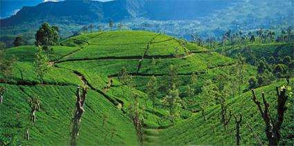 Vacances au Sri Lanka