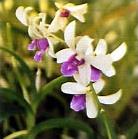 Circuit Terres Cinghalaises / Sri Lanka - Orchid�e, jardin botanique de Peradeniya � Kandy