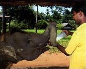 Circuit Terres Cinghalaises / Sri Lanka - Orphelinat des �l�phants